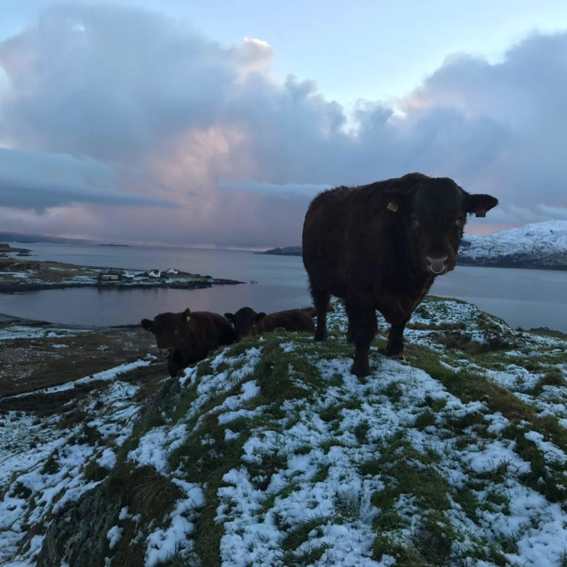 bull_in_snow.jpg