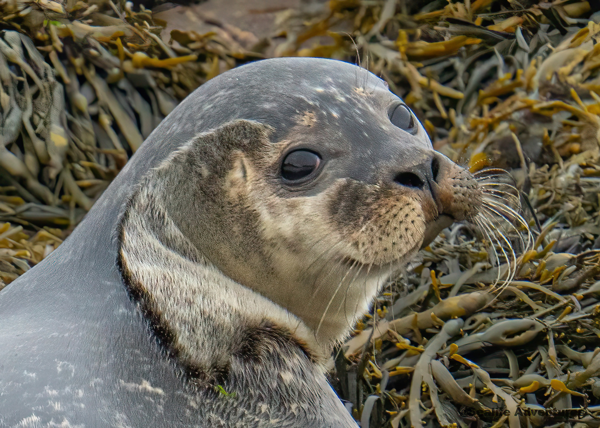Background image - Common Seal Pup 2