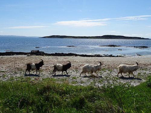 Wild Goats on Jura beach, Credit: Scotiana.com