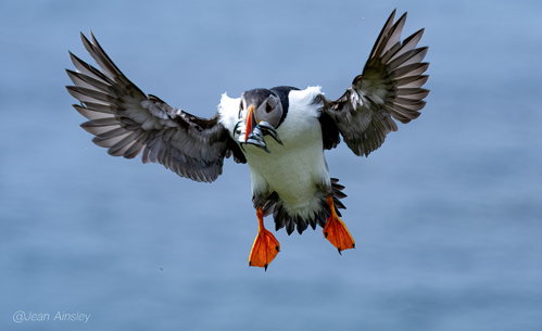 Sealife Adventures Wildlife Tours Oban