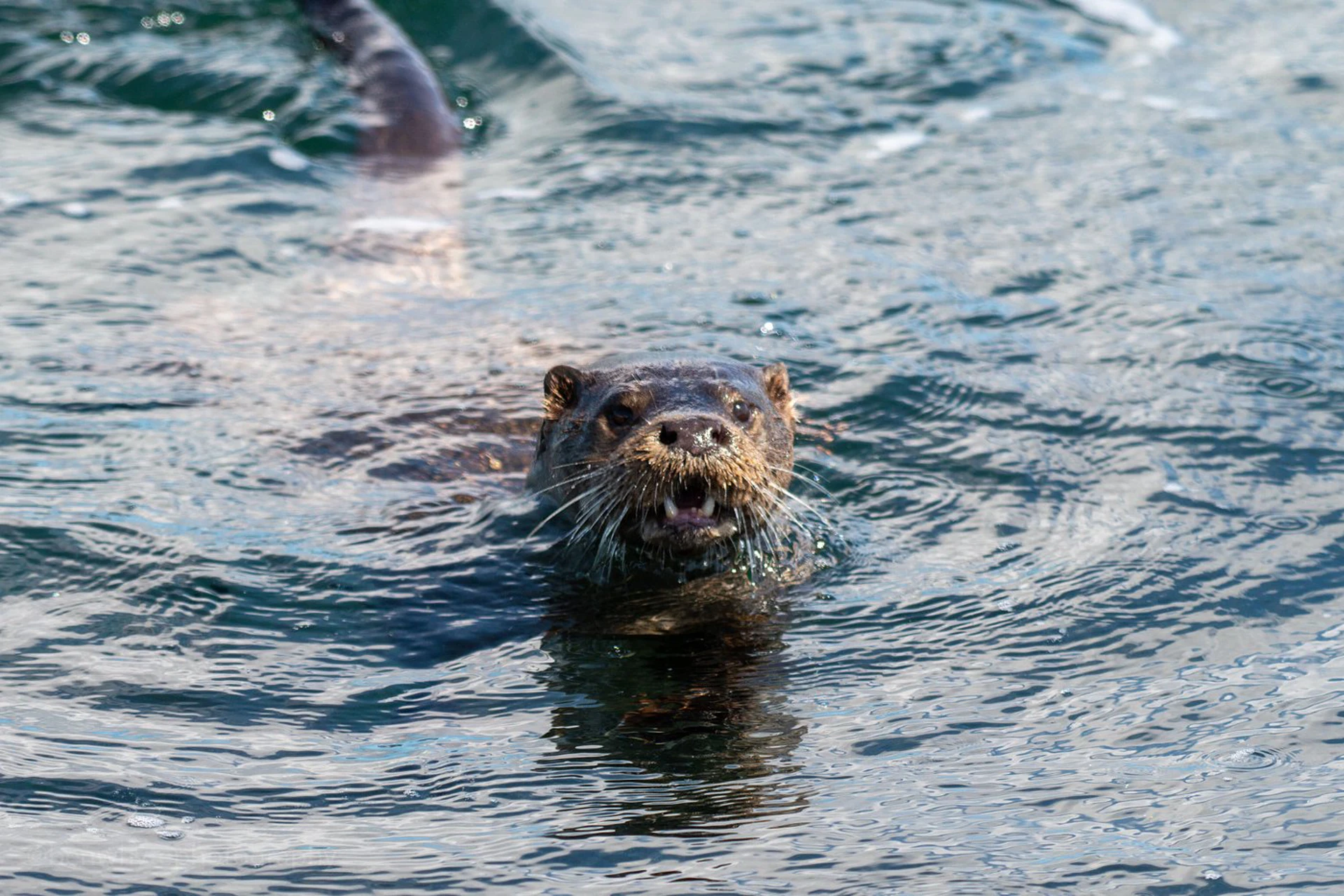 Eurasian Otter