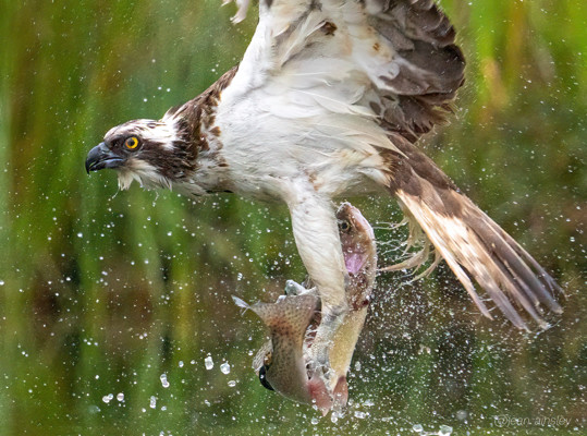 Av Osprey Bird