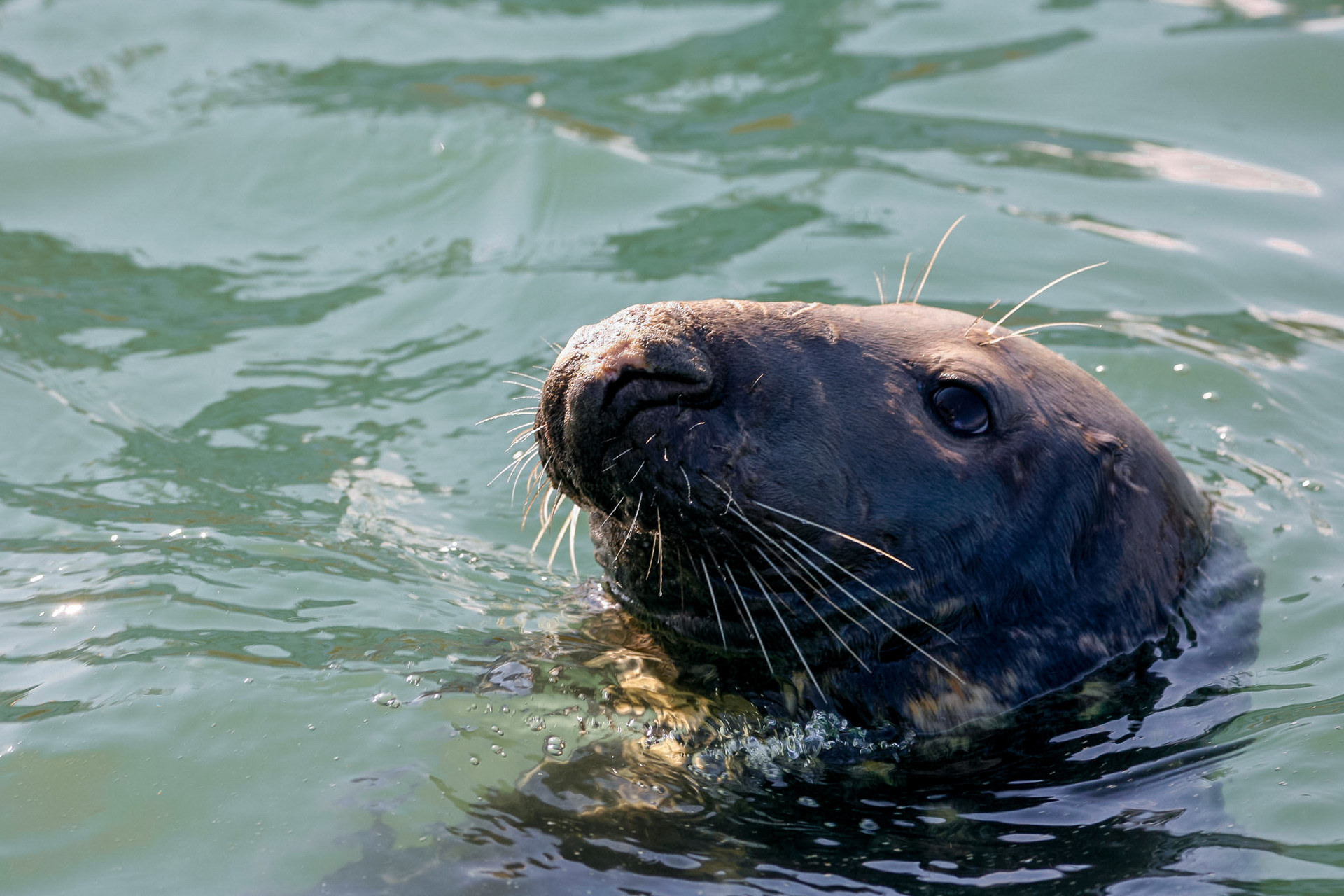 Background image - Seal in loch