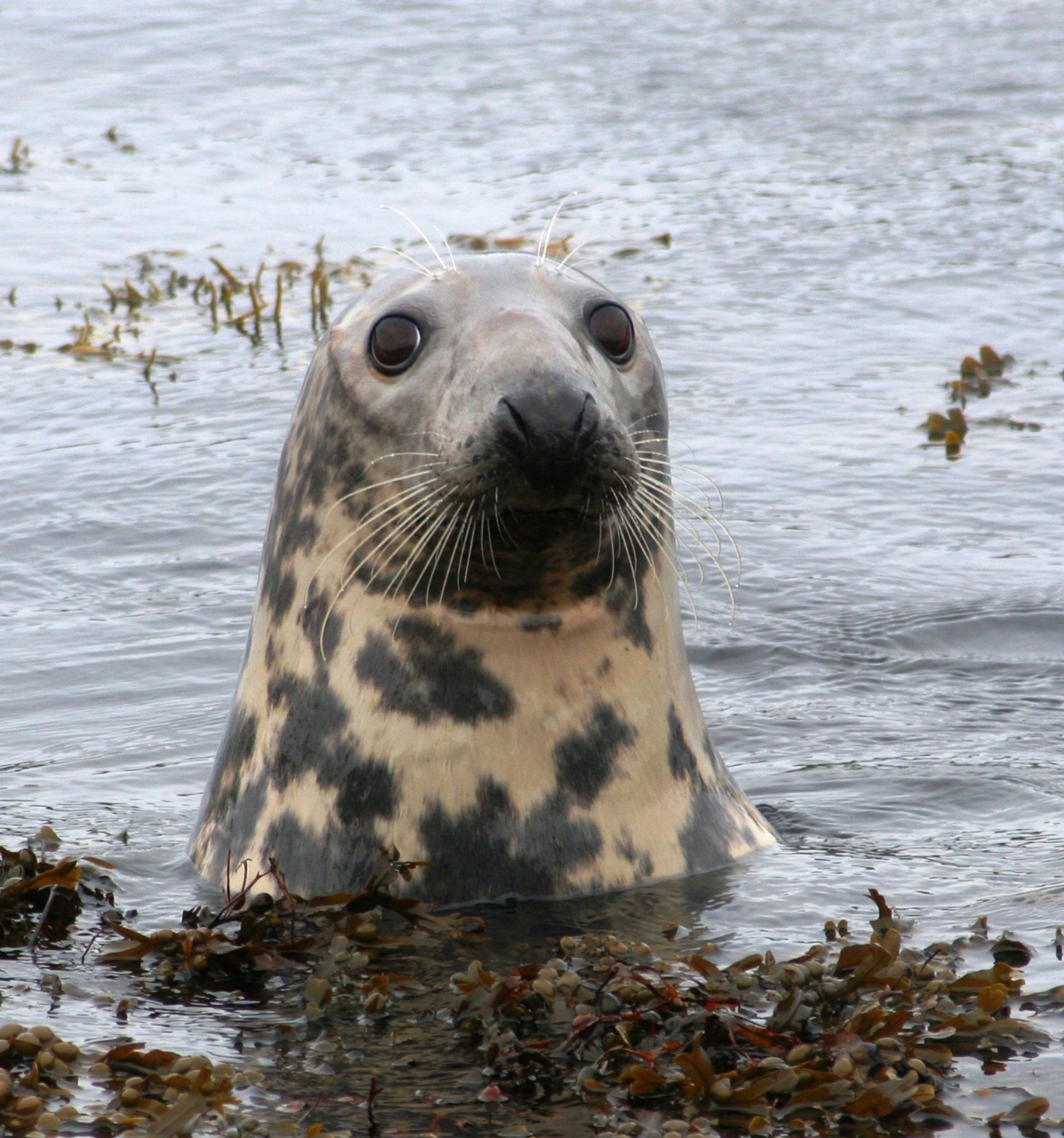 Background image - Seal Turus Mara Portrait