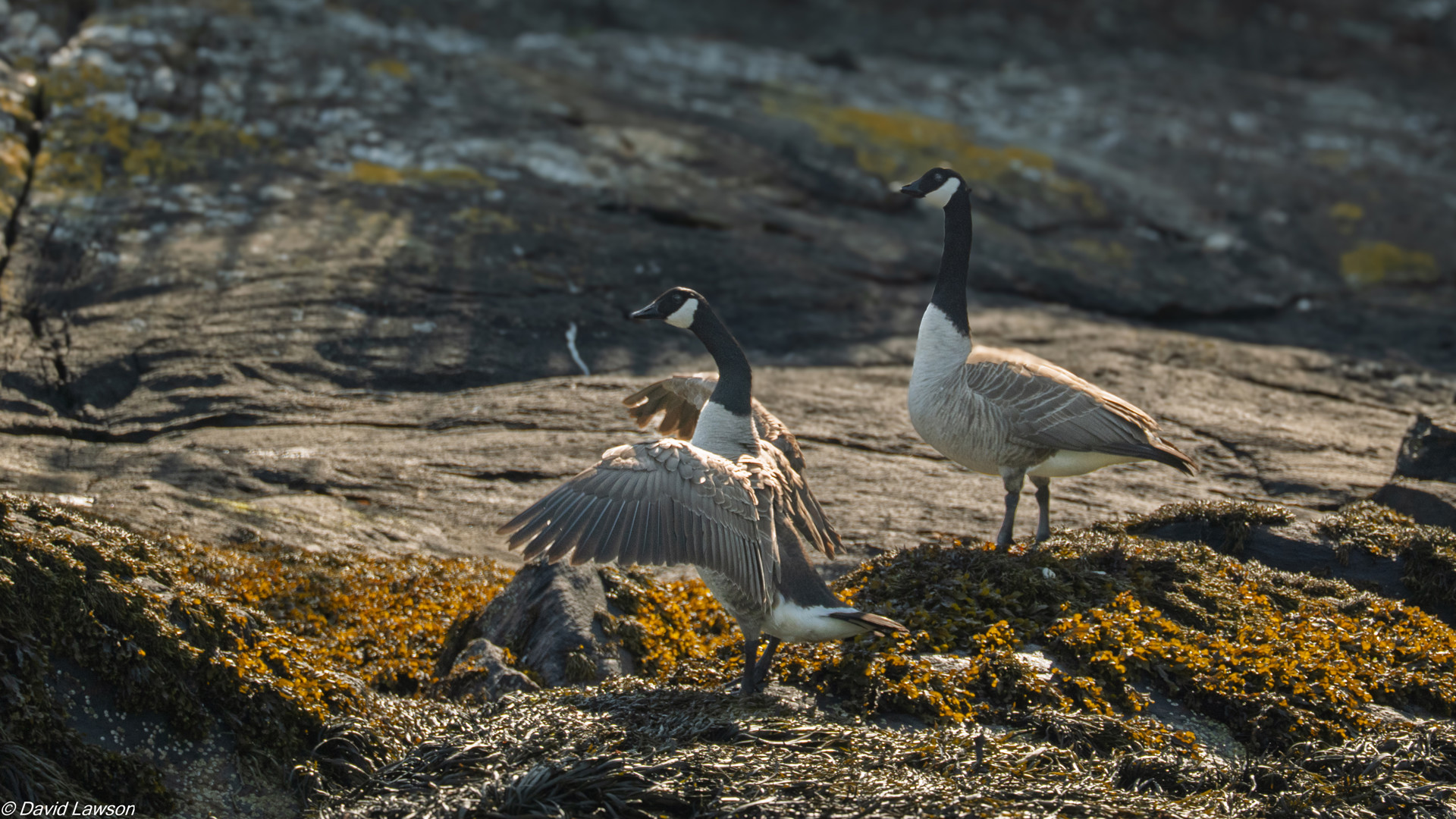 Background image - Cowal Cruises Gallery