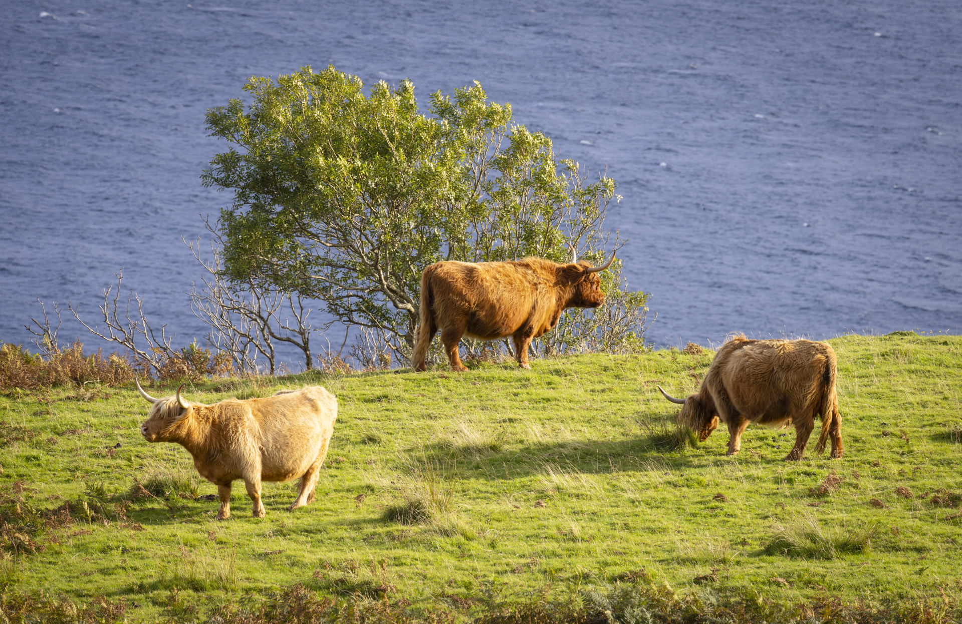 Background image - 336795 Highland Cows