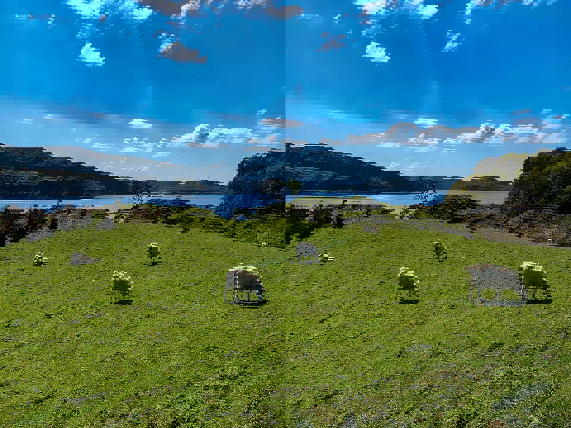 Background image - Sheep And View To Sea On East Coast Of Kerrera, Katy Runacres Kelpie Media